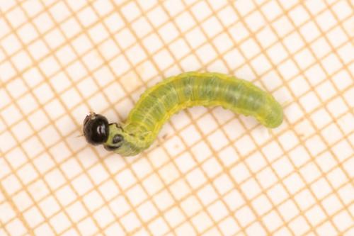 Réf. 343 176 : Neurotoma mandibularis